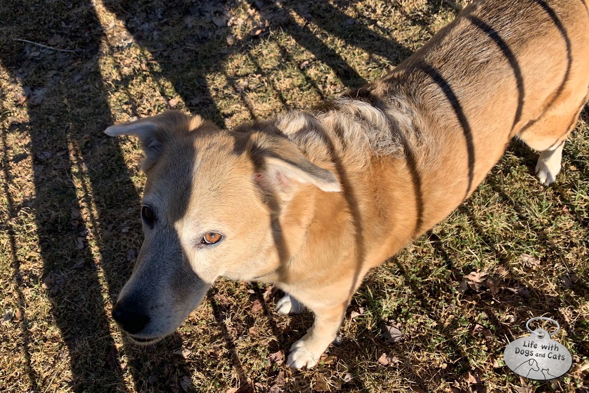 WithDogsAndCats's tweet photo. Do these stripes make me look fat? #dog #stripeydog #dogworldproblems https://t.co/Cz9qHB02wE