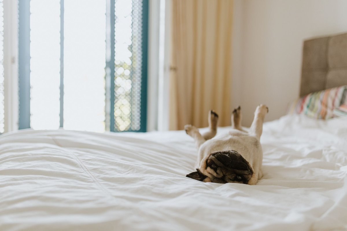 BCMInns's tweet photo. Traveling with pets? Make sure to ask about availability of our pet friendly rooms, available at most of our locations! 

Check rates and availability for you stay here -> https://t.co/Q1ijGAuaGP https://t.co/FyCShQCYhD
