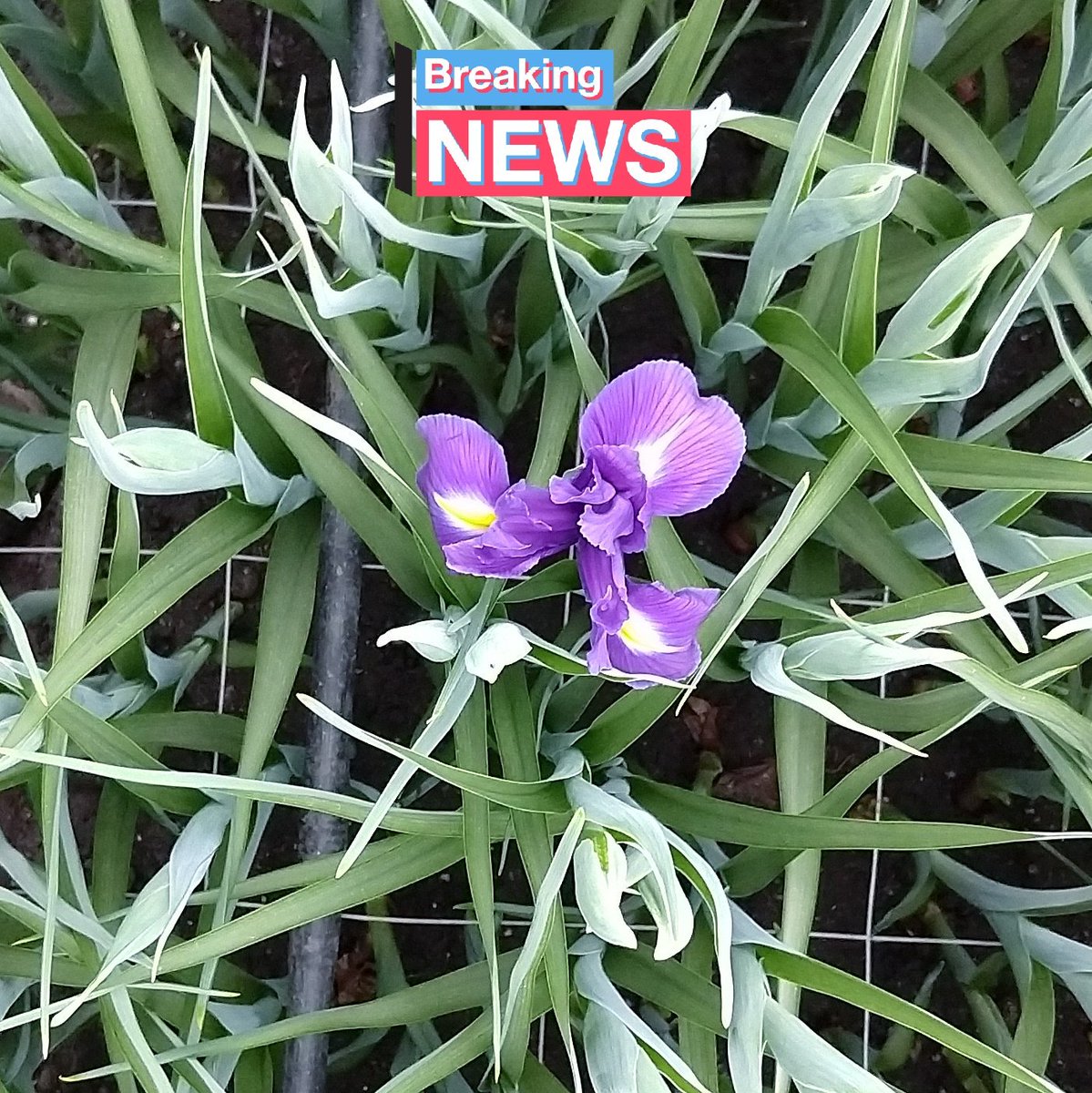 De eerste Iris Blue Magic is gespot ! Aanvoer vanaf week 8. 🇳🇱
