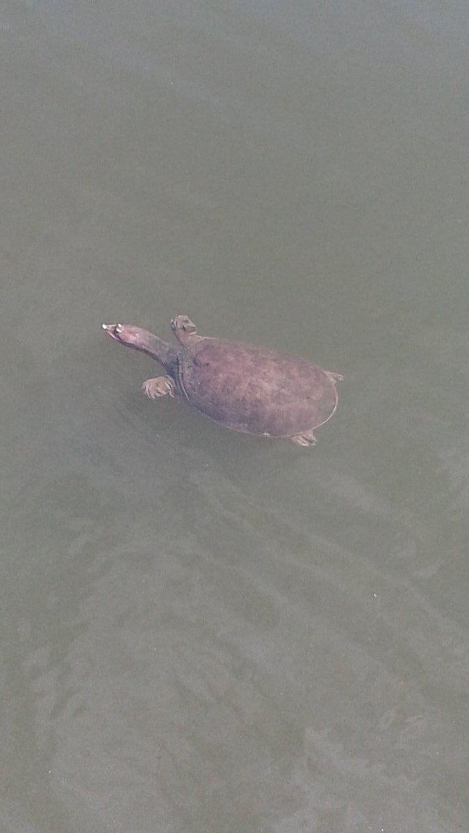 BlujeanH2Ofals's tweet photo. * @Lincolnmaster* inspiration via natureVid*decided 2walk on wildside*Eagle Park*also inspired me 2open my Premium TeamSawyer packet received @ pobox other day*☺dk when but @least i have it just incase*i am not alone out here, birds r sunnying,turtle looks hungry 80*#FlStyle✌ https://t.co/Qq2tzFux59