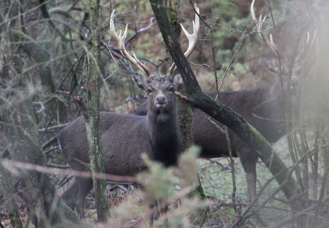 Sika stags today <a href="/NewForestNPA/">New Forest NPA</a> <a href="/Tracking_Signs/">Forest Tracker 🇺🇦</a> <a href="/JoLangb/">Jochen Langbein2</a> @wildlife_uk <a href="/NatureUK/">NatureUK</a> @BBCCountryfile <a href="/BBCSpringwatch/">BBC Springwatch</a> <a href="/WildlifeMag/">BBC Wildlife</a> @NewForestNP <a href="/iNatureUK/">iNatureUK</a> @TheDailyDeer