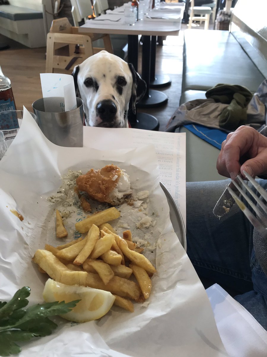 We all had a great lunch <a href="/RockfishExmouth/">rockfishexmouth</a> today. #pollock #hake #dogfriendly #devon. Thank you team #rockfish 😀🐾❤️