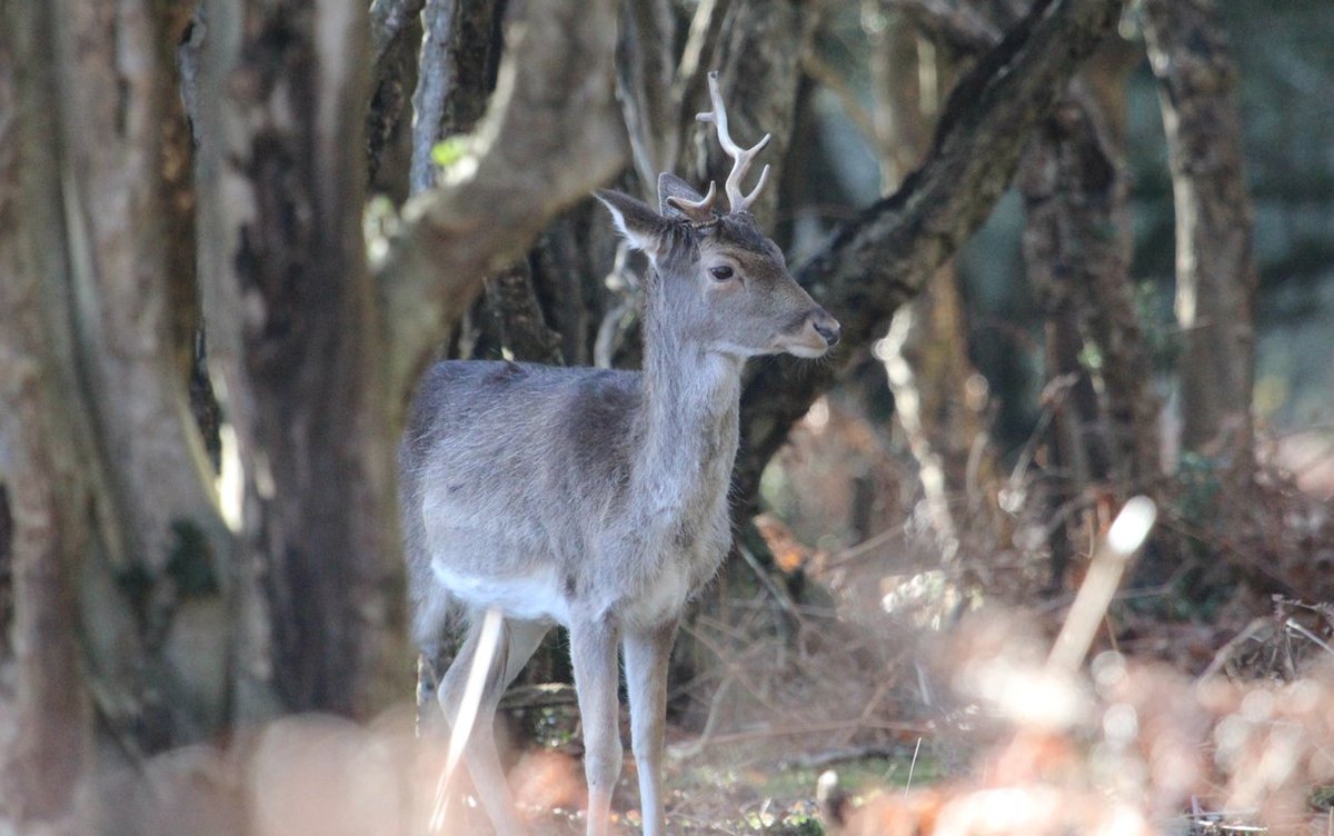 Fallow pricket and sorrel <a href="/NewForestNPA/">New Forest NPA</a> <a href="/Tracking_Signs/">Forest Tracker 🇺🇦</a> <a href="/JoLangb/">Jochen Langbein2</a> @wildlife_uk <a href="/NatureUK/">NatureUK</a> @BBCCountryfile <a href="/BBCSpringwatch/">BBC Springwatch</a> <a href="/WildlifeMag/">BBC Wildlife</a> @NewForestNP <a href="/iNatureUK/">iNatureUK</a> @TheDailyDeer