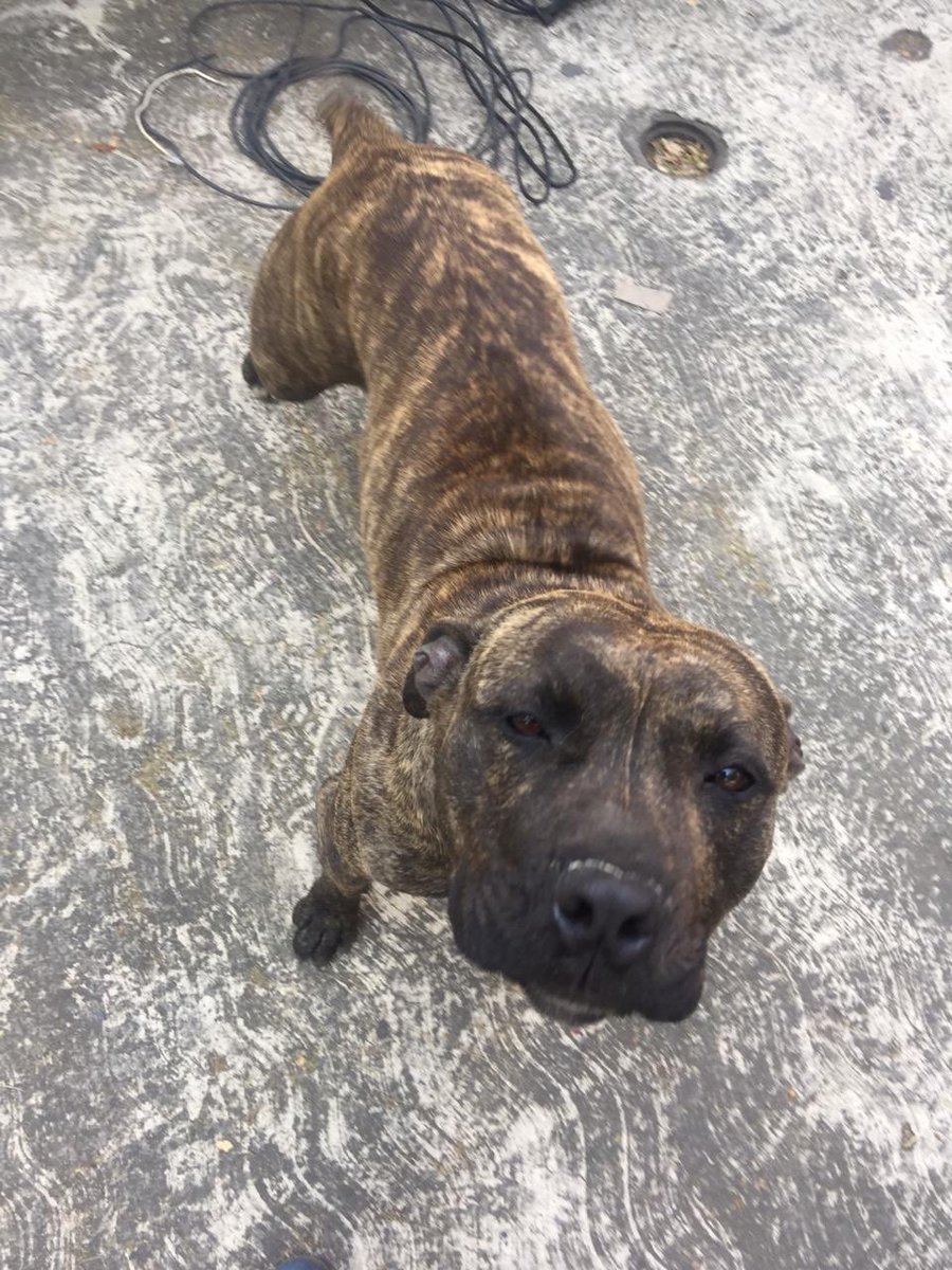 alethia_rc84's tweet photo. Raisa en adopcion responsable, tiene protocolo completo y se va con formato. Requisitos y contacto dentro de la imagen @MarianimaLOVERS @rumabo1 @BrunooPitbull @Tonka_y_Jack @LasMascotas2 @SuperPawMx @Buscando1amigo @EscuadronSalchi @UribeMerle https://t.co/tDpdvoKH7d