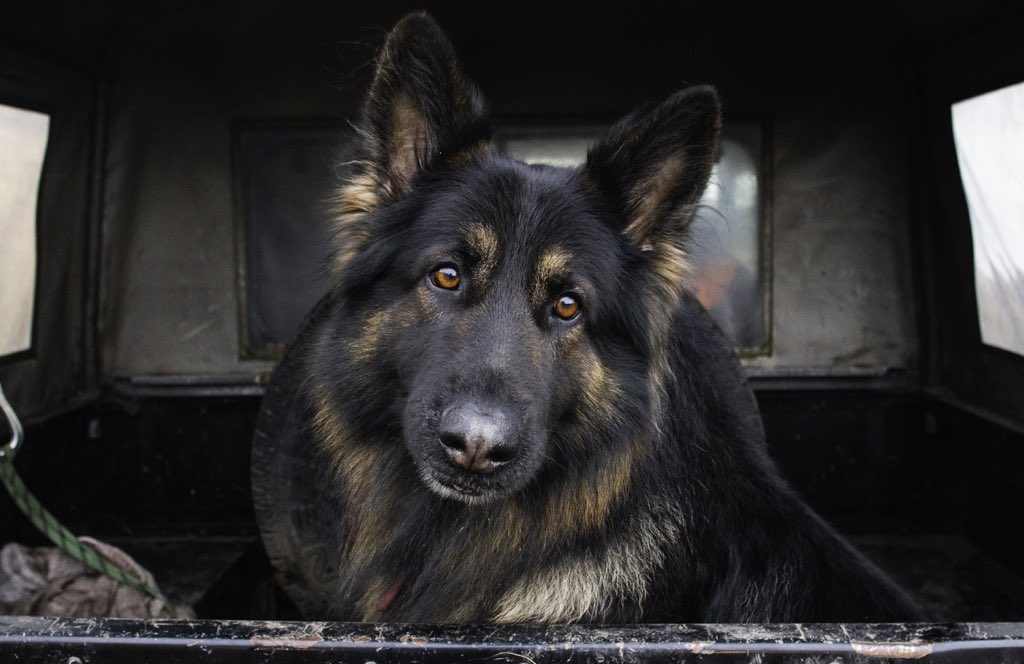 tiana_walton's tweet photo. Axel, Happy Valley. #defenderdogs #germanshepard #landroverdefender https://t.co/cyBCbAy9ed