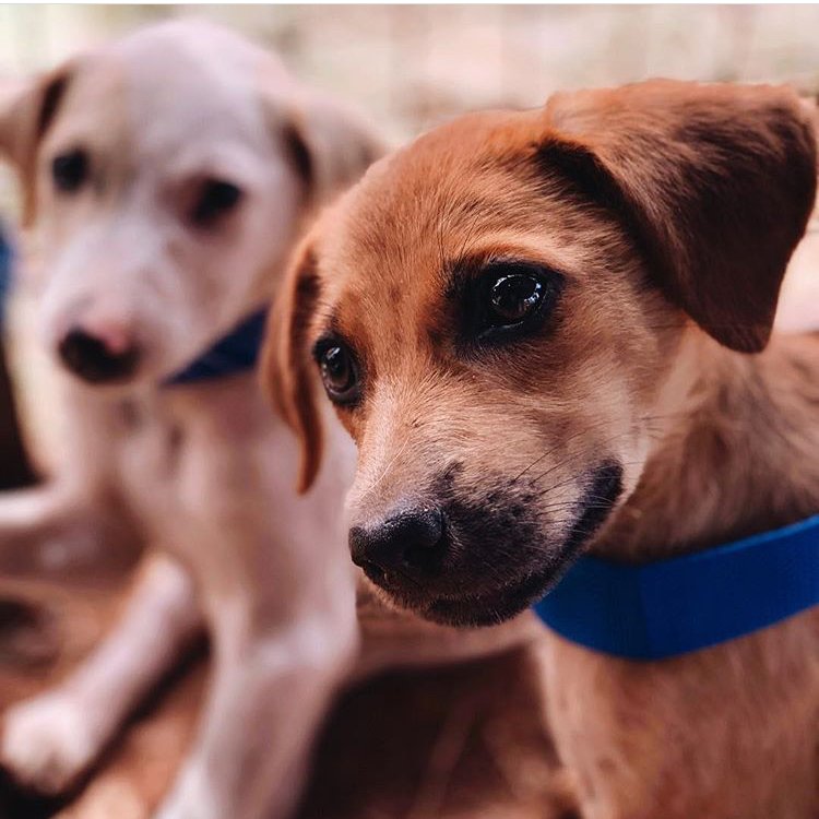 bark_ball's tweet photo. One of our Charities @dogstarfoundation 
・・・
Do you believe every dog deserves to be healthy and happy ? So do we , it’s at the heart of what we do . 
.
We put your compassion into action to provide a healthier and happier future for Sri Lanka’s Dogs https://t.co/qa71rlGqU3