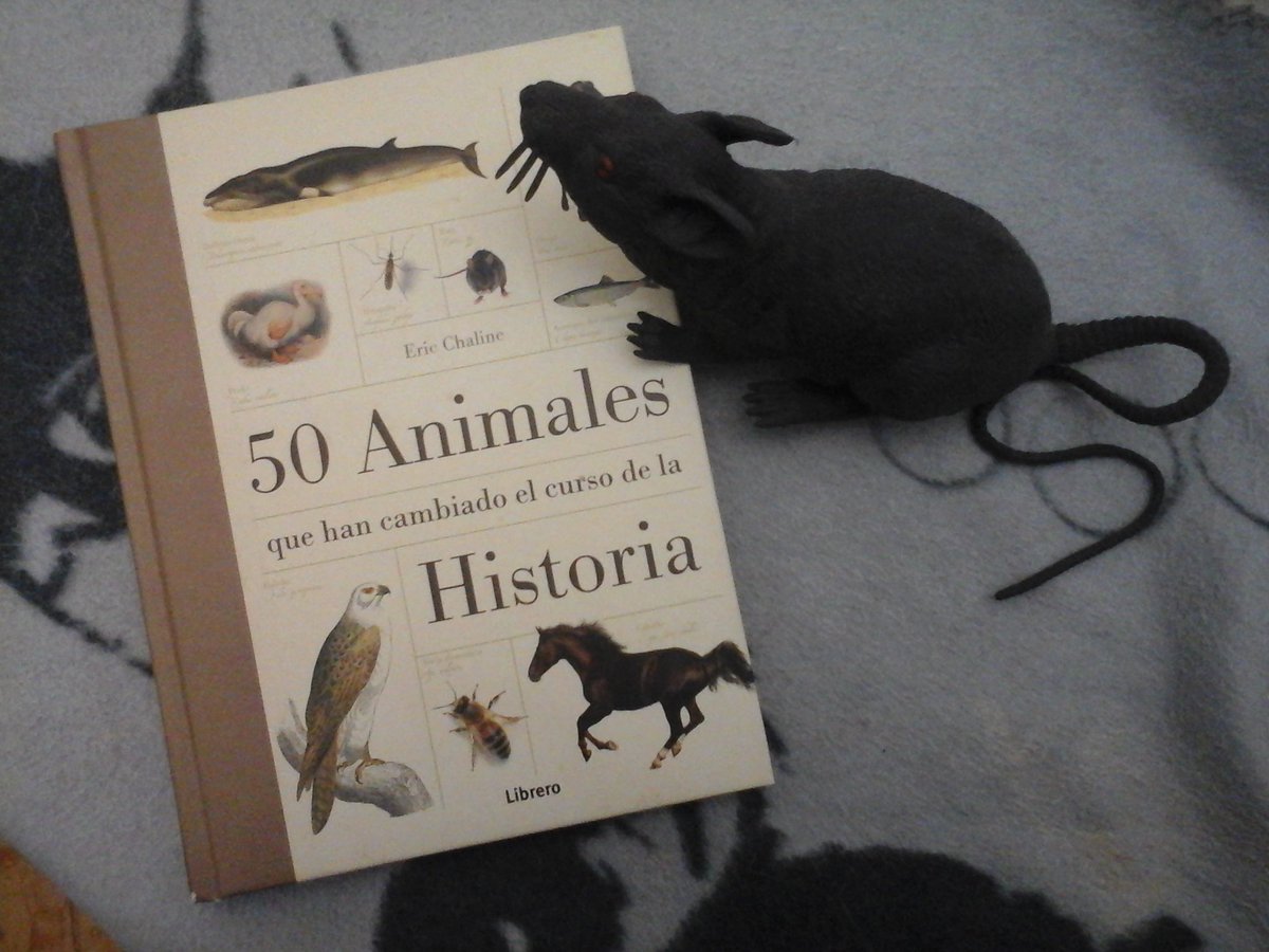 MorganaLaRata's tweet photo. Empieza el Año del Cerdo y faltan 12 meses para que sea el de la Rata. De ambos seres habla en este interesante, entretenido y bellamente ilustrado libro: "50 Animales que han cambiado el curso de la Historia" https://t.co/Fyu96wIMv6
