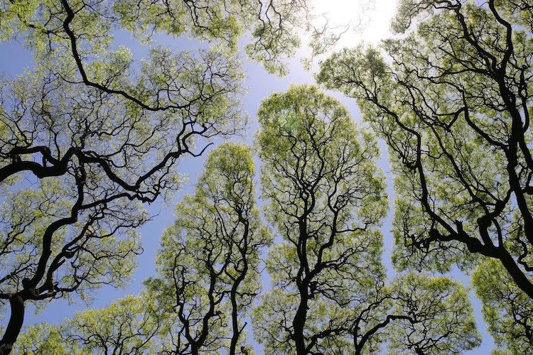 contingenze's tweet photo. La “timidezza delle chiome” è un fenomeno per il quale alberi che crescono molto vicino non si sfiorano, nemmeno con le foglie. https://t.co/k3mYCmM0FO