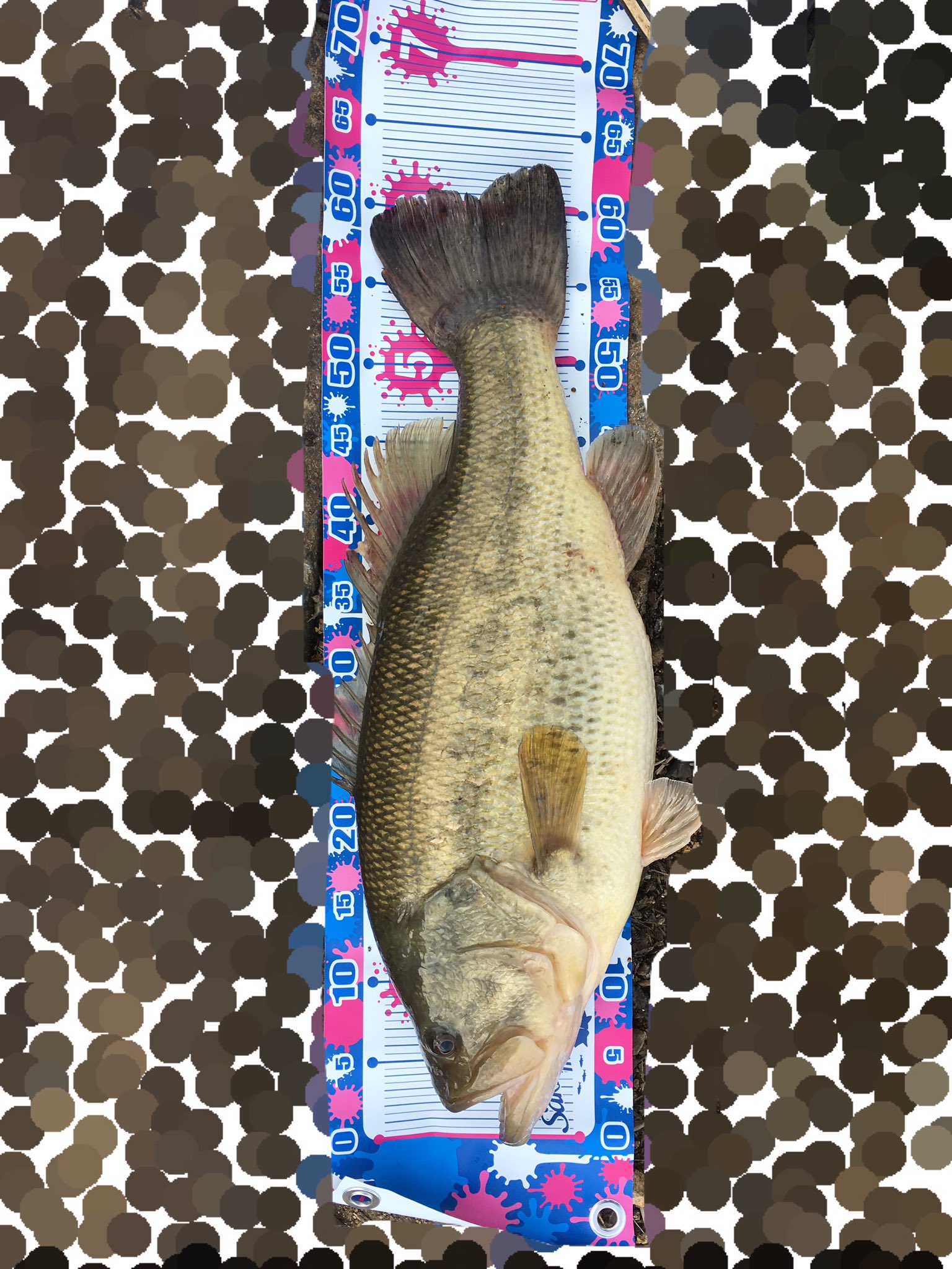 上田バス釣り (@bass_get_hyogo) / X