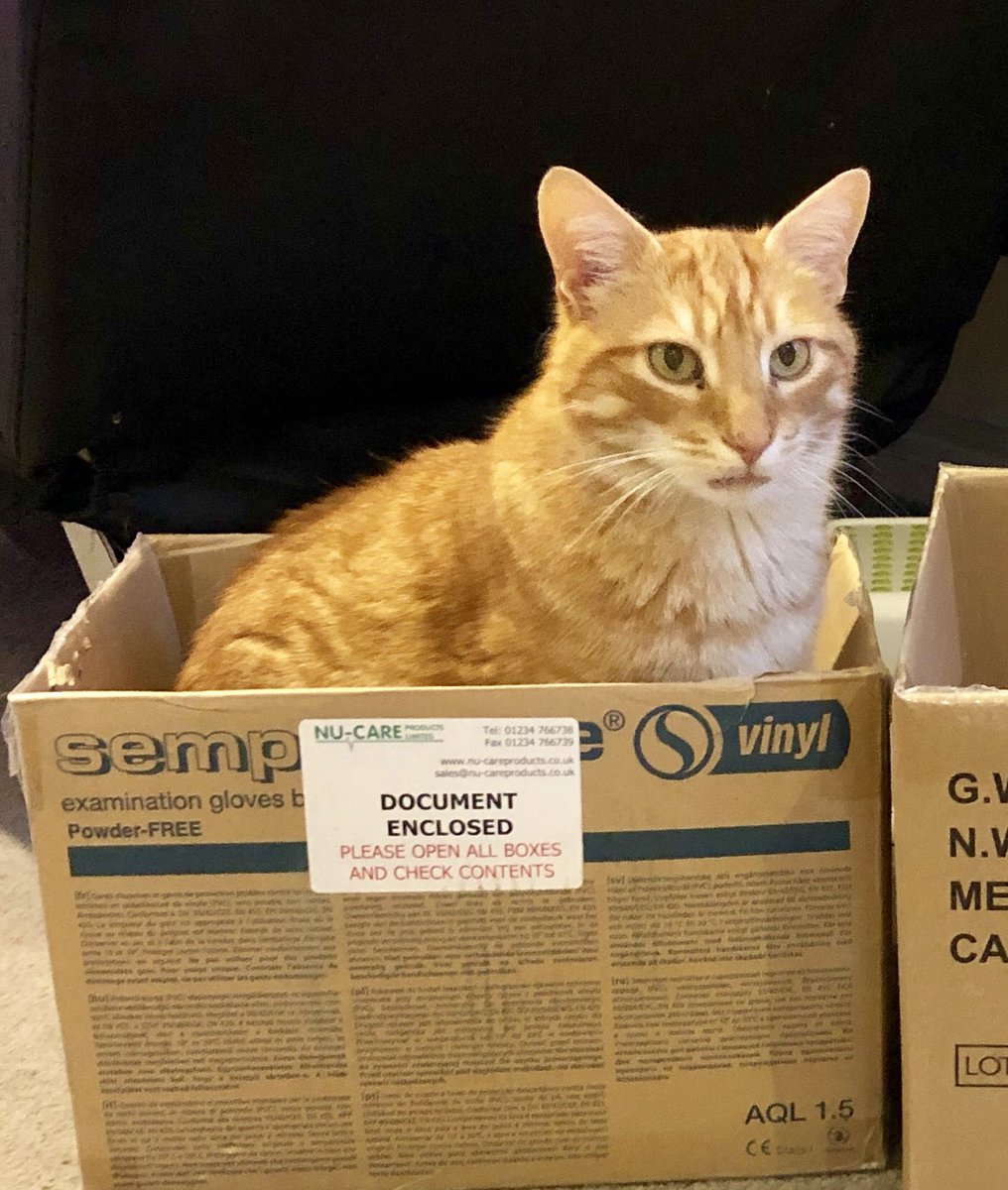 Socialcaresteve's tweet photo. Joining in on Cat Box Sunday 📦.
.
#CatBoxSunday #Devon #CatsofTwitter https://t.co/dbAAJPA9BI