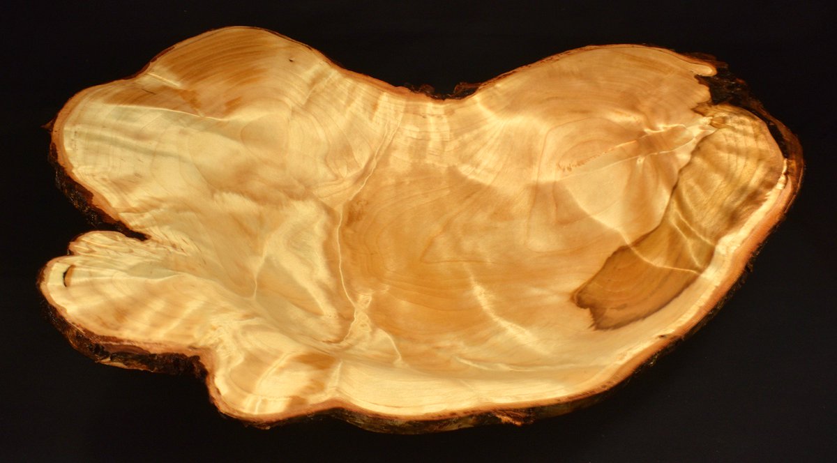 LouPignolet's tweet photo. Large birch burl with the live edge bowl I turned from it with a lathe. The bowl shows amazing flame figuring (chatoyance) and is 19" at max diameter. The burl came from the UP of Michigan. https://t.co/wcOn1usjNq #burlbowl #woodturning #chatoyance #woodbowls https://t.co/3BDeVYsJgp