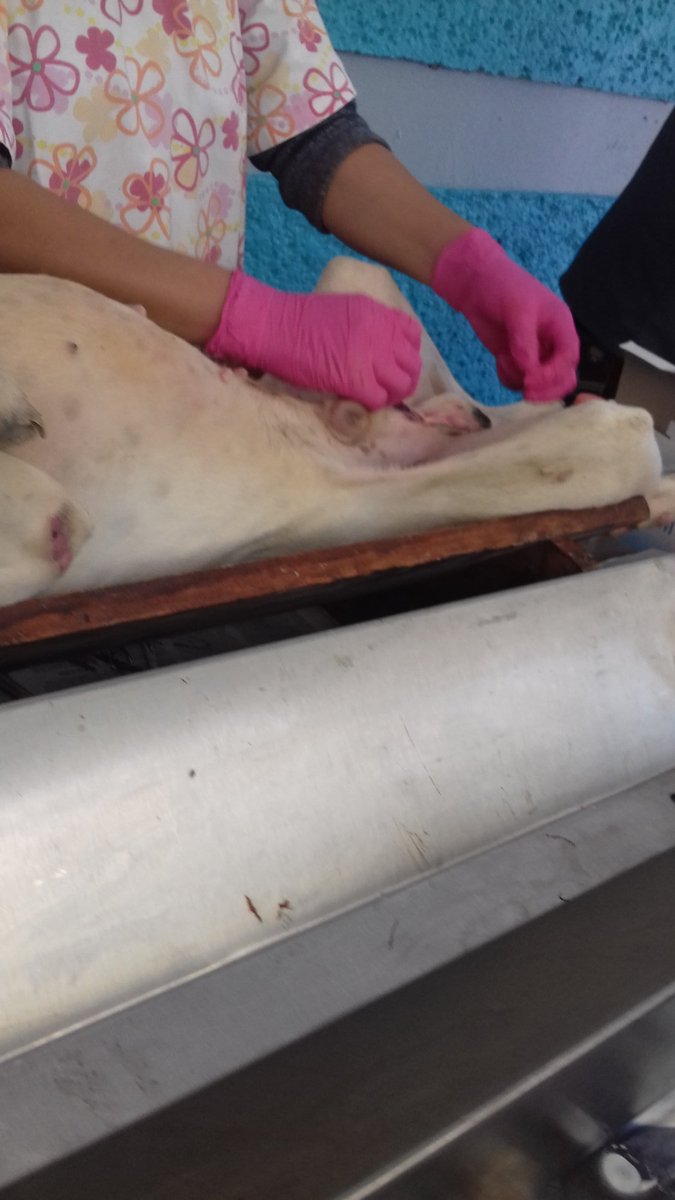 DAdoptar's tweet photo. Esterilizar es la solucion https://t.co/lOKE22AIlx