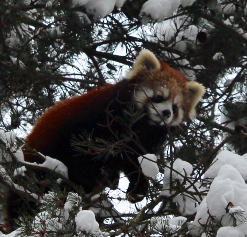 Awesome day <a href="/woodlandparkzoo/">Woodland Park Zoo</a>  I had as much fun taking pictures of scenery as I did animals! I appreciate all the hard work it took to open the zoo for us today!