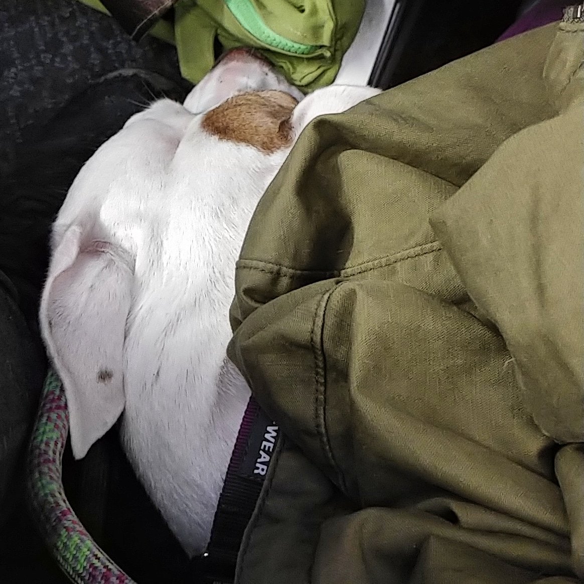 FatBodyPolitics's tweet photo. Look at this terrifying pitbull on a plane @delta. They continue to break the Air Carrier Access Act by not allowing pitbulls on their planes.  #sovicious #dog #pitbull #pitbullonaplane #servicedog https://t.co/YD4MtBYuDV