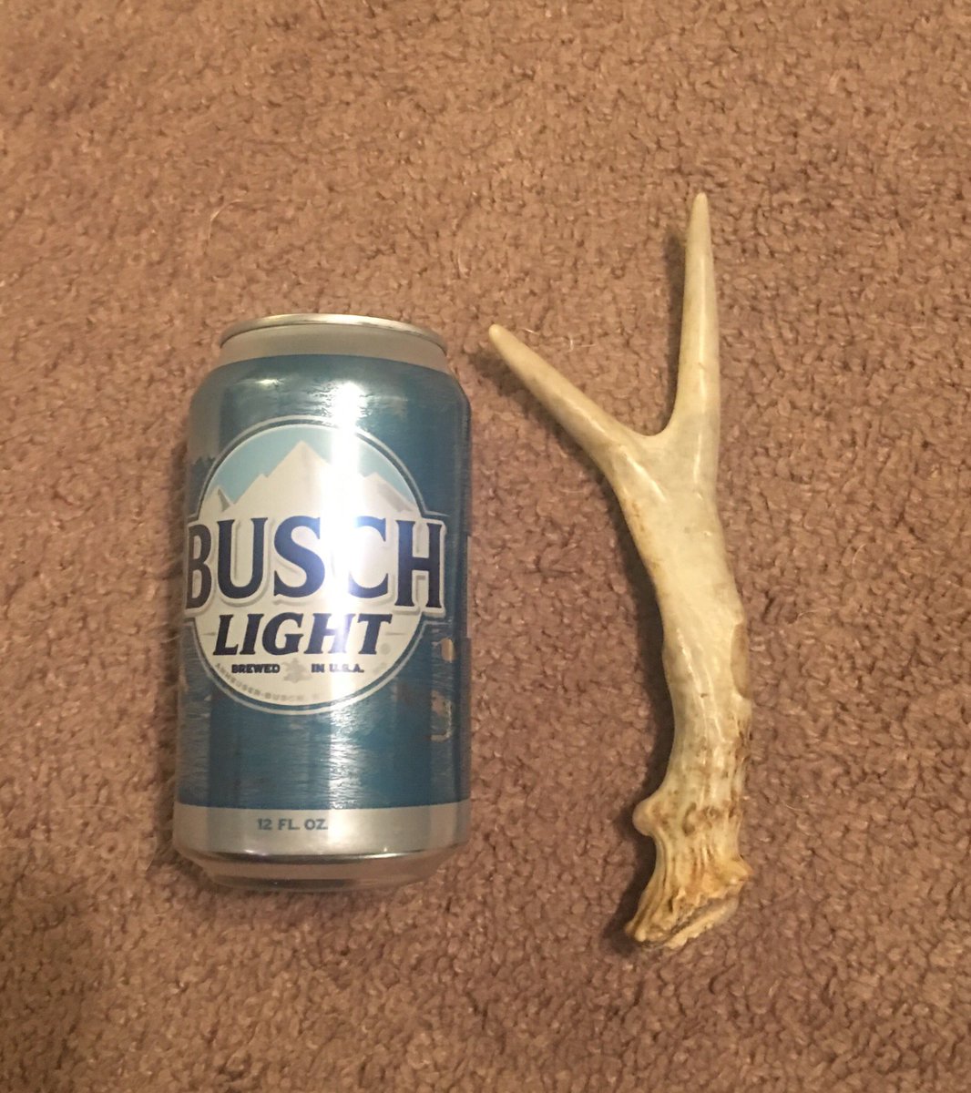 WCBOWHUNTER's tweet image. For everyone mentioning how we long armed that previous post with the “giant sheds”... here’s a good comparison of one side by a beer can. #workingclassbowhunter #huntingpodcast #shedhunting