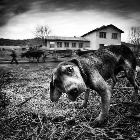 deschadul tweet media