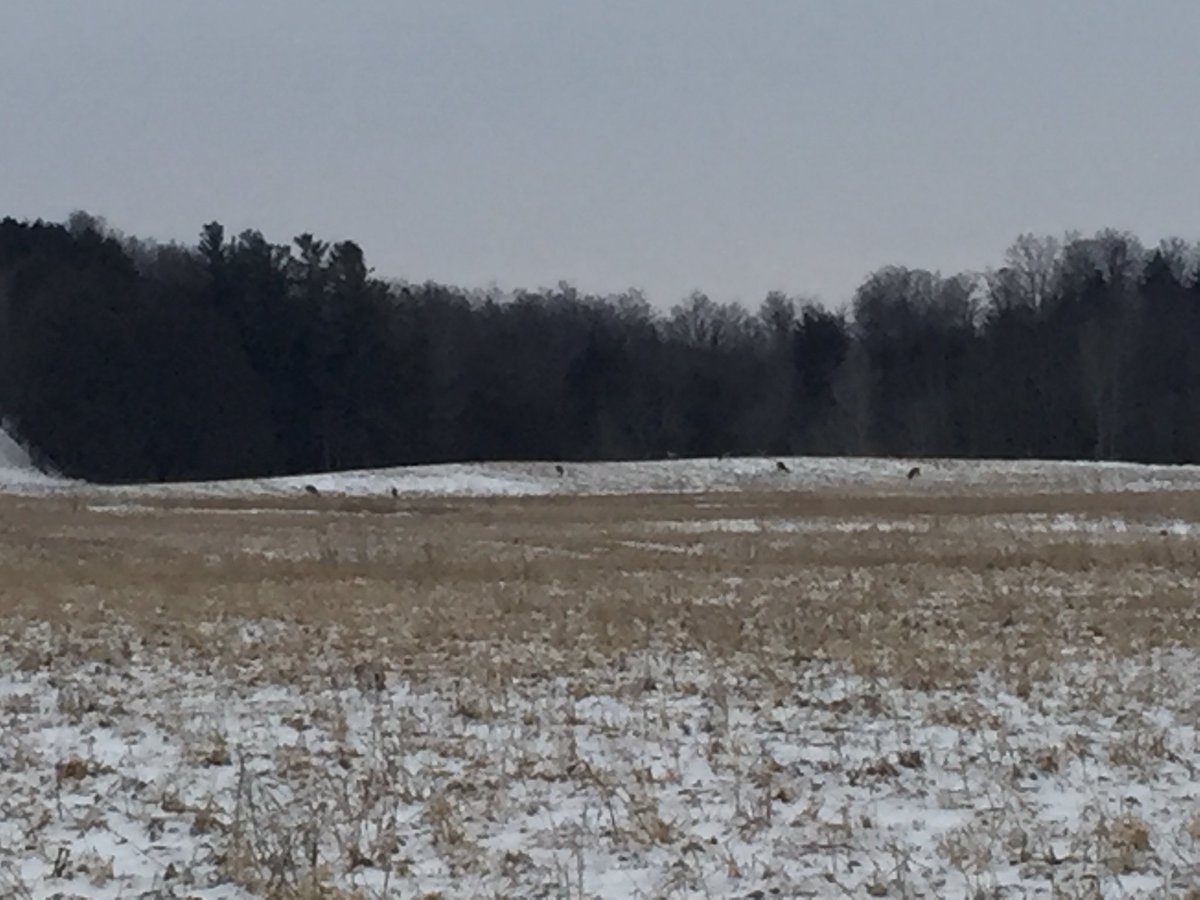 Ken Schaus 🇨🇦 tweet media