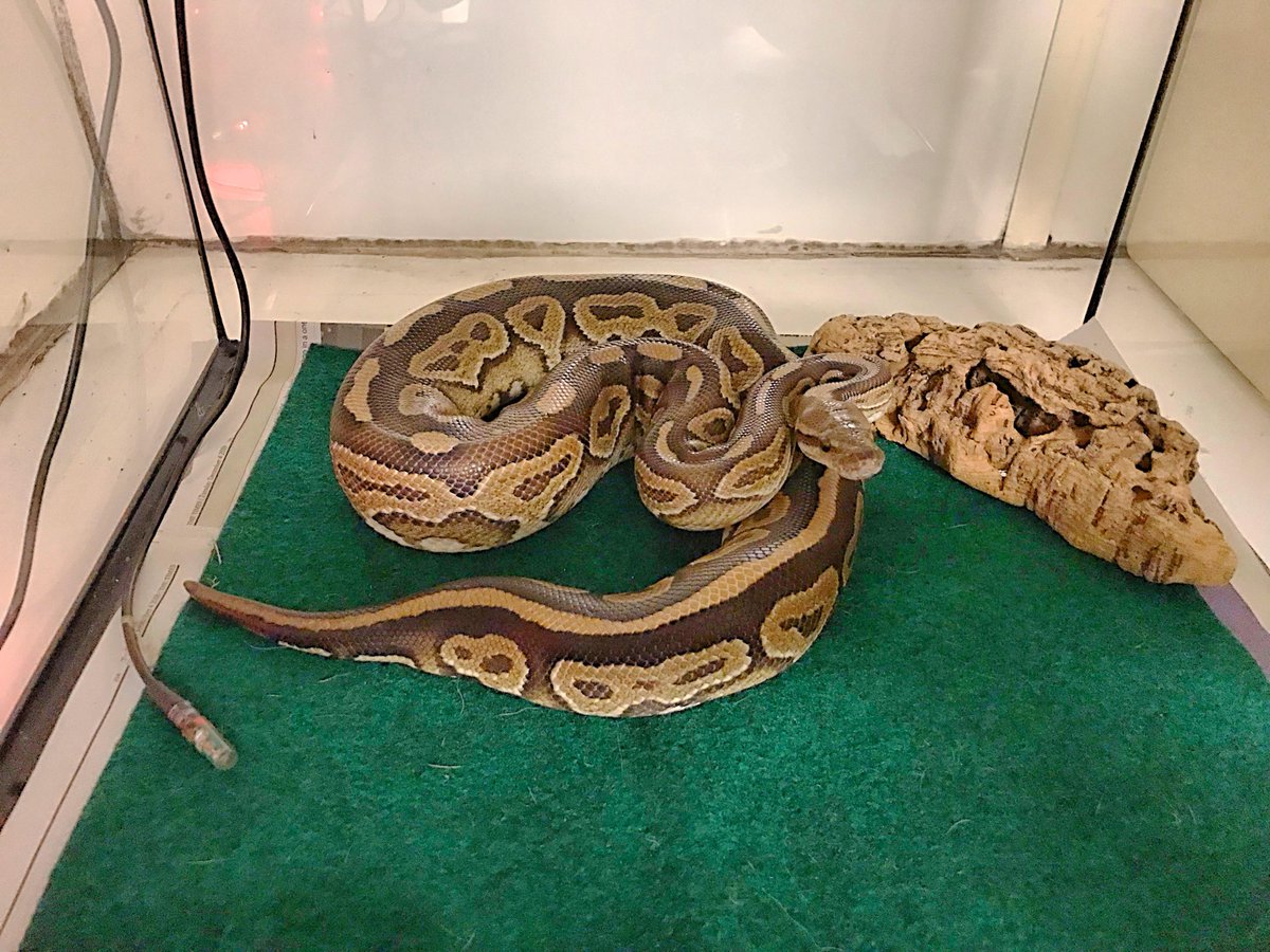 PetsLocated's tweet photo. Brown Snake/Reptile found in Tooting (SW17) on 10th February 2019 #foundsnake/reptiles #foundpets https://t.co/oQcgePcF7v https://t.co/ljixx5eYb0