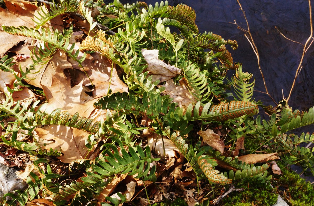 bri2367's tweet photo. Polypodium virginianum / Rock polypody is an evergreen fern abundant only a few years ago to scarce this season, probably due to environmental stress like gypsy moth defoliation and constant rains. Until now it was hard to miss.
10 February @PachaugFriends #SavePachaugForest https://t.co/teX78h2rD9