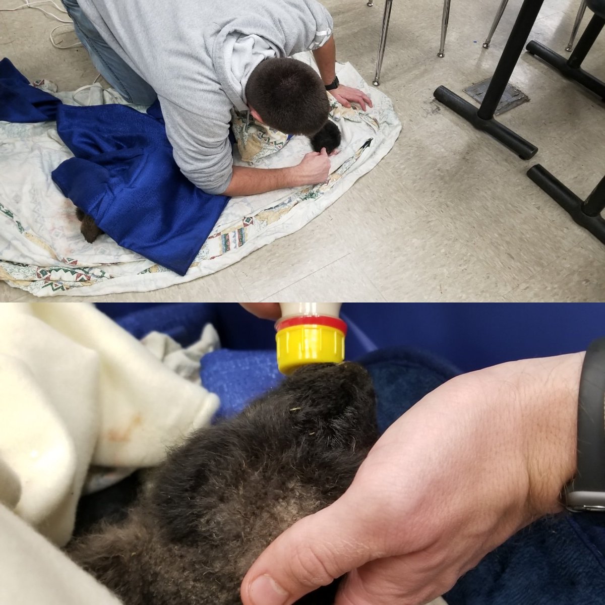 AWordyFox's tweet photo. We came in to check on fish and now we're trying to save lambs. #APLang #APchemistry #agriculture #cdhsffa https://t.co/aQKeavY47z