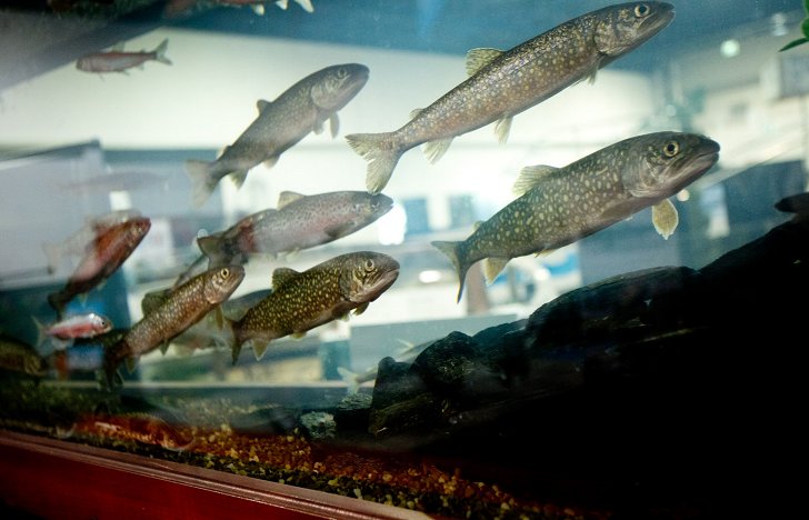 Approximately 8 million fish were stocked into Ontario waters in 2018! Want to learn more? Visit our Fish Culture staff at <a href="/sportsmenshowTO/">Toronto Sportsmen's Show</a> from March 13-17 torontosportshow.ca/en