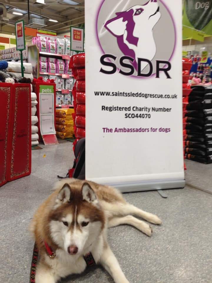 JohnstoneRowena's tweet image. @SaintsSledDogs @PetsatHome  Sorry i missed the opportunity to thank the Drumchapel staff today for their help and support again this xmas. A fabulous amount raised £2606.75  just wow. X