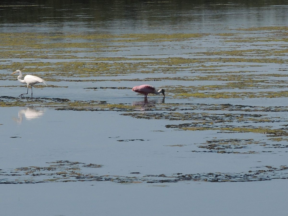 solomonsucceeds's tweet photo. Taken at Ding Darling @DingDarlingWS @USFWSRefuges @USFWSSoutheast @SCCF_SWFL #SWFL #sanibel https://t.co/NLpVeb6SJ8