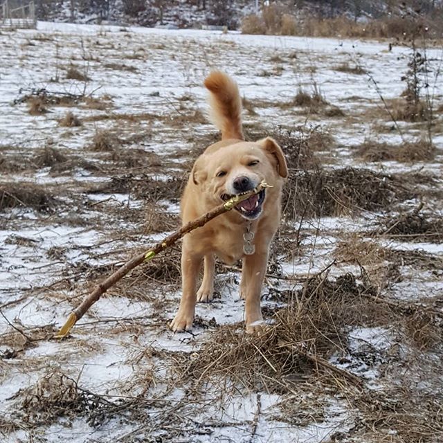 LennsAdventures's tweet photo. Nom nom nom. .
.
.
#adoptdontshop #rescue #rescuedog #dogsofinstagram #dogsofig #dogsofinstaworld #dogsoftoronto #torontodogs #toronto #dogoftheday #dog_features #muttstagram #muttsofinstagram https://t.co/wgnBjN2Ozv https://t.co/HYi8MwNadw