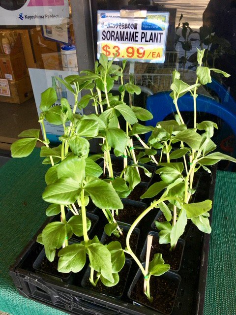 Nijiya San Diego Soramame Plants Just Arrived From Nijiya Farm ニジヤファームよりオーガニックのそらまめの苗が入荷しました Nijiya Farm Organic Soramame Plant Sandiego Supermarket Grocery Shopping ニジヤ ファーム オーガニック