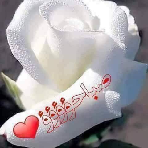 shooooagn's tweet photo. من الغباء مسامحة الناس بحجة العشره !!
الم نسأل انفسنا اين ضميرهم والتفكير
في العشره حين ، يخطئوون ،،؟
يارب صباحكم سعاده وراحة بال 💜🌹 https://t.co/F8KTA2vSXr