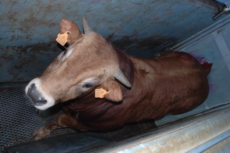moodysally1's tweet photo. She was only known as number 3388 But she was #Someone🤔who mattered & wanted to #Live Look @ her before🥺& after😢Dont be the cause of such misery #Stop paying 4 this Cruel Needless #Slaughter #GoVegan #MeetYourMeat #CompassionOverCruelty #NoHumaneSlaughter #MeatisDeath #Organic https://t.co/X0rZgfe2V8
