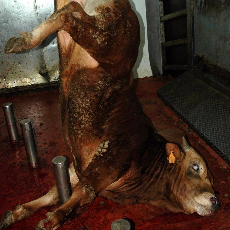 moodysally1's tweet photo. She was only known as number 3388 But she was #Someone🤔who mattered & wanted to #Live Look @ her before🥺& after😢Dont be the cause of such misery #Stop paying 4 this Cruel Needless #Slaughter #GoVegan #MeetYourMeat #CompassionOverCruelty #NoHumaneSlaughter #MeatisDeath #Organic https://t.co/X0rZgfe2V8