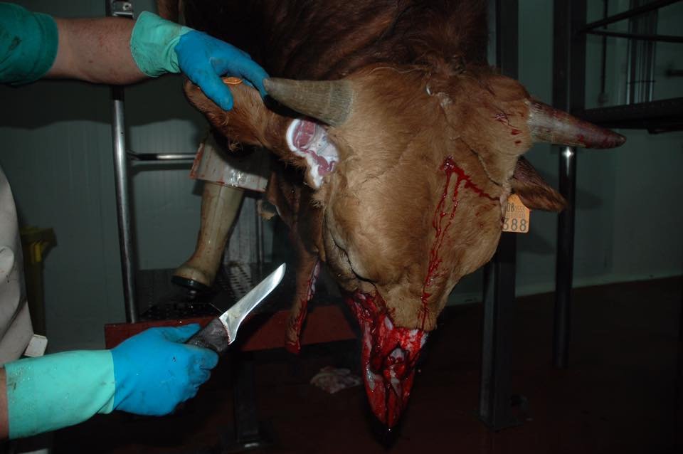 moodysally1's tweet photo. She was only known as number 3388 But she was #Someone🤔who mattered & wanted to #Live Look @ her before🥺& after😢Dont be the cause of such misery #Stop paying 4 this Cruel Needless #Slaughter #GoVegan #MeetYourMeat #CompassionOverCruelty #NoHumaneSlaughter #MeatisDeath #Organic https://t.co/X0rZgfe2V8