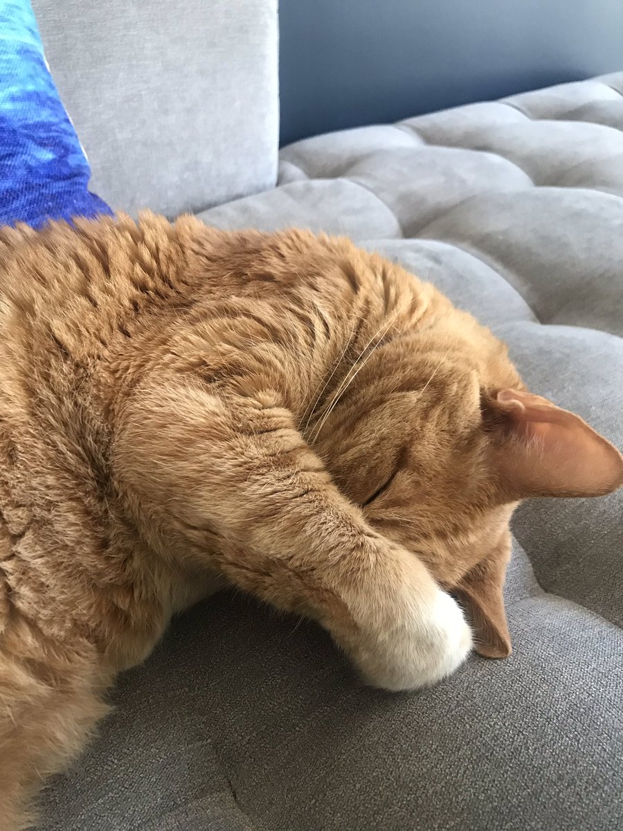 strobie's tweet photo. This one is enjoying the chilly Sunday weather. ๐ฝ #hicats https://t.co/MRkvobT1W6