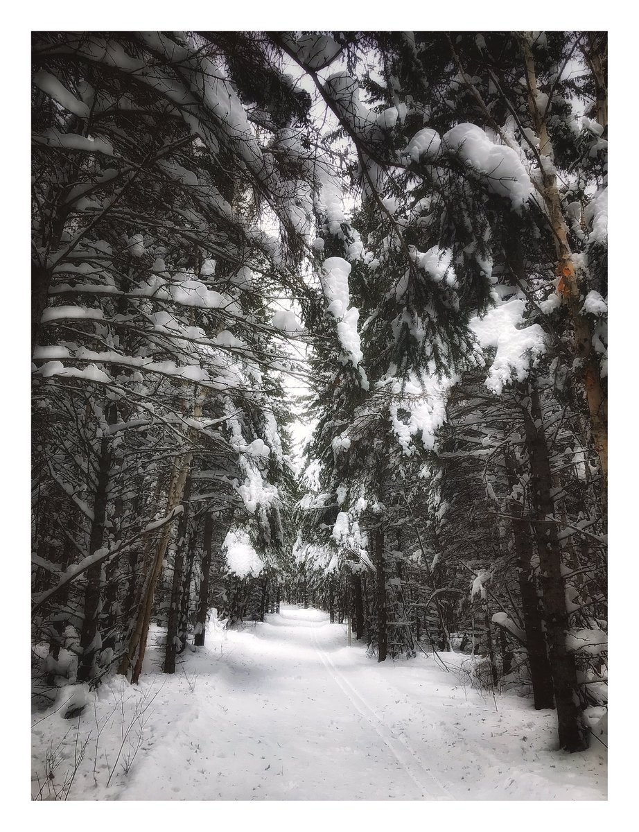 Skied the Maple Loop and Upland Loop on the Sugarbush Ski Trails. 
#minnesota #thisismymn #capturemn #discoverminnesota #onlyinmn #wilderness #canon #justgoshoot #northshore #lakesuperior #exploreminnesota #creative #art #color #inspired #artphotography #MNartist #MNOutdoorlife
