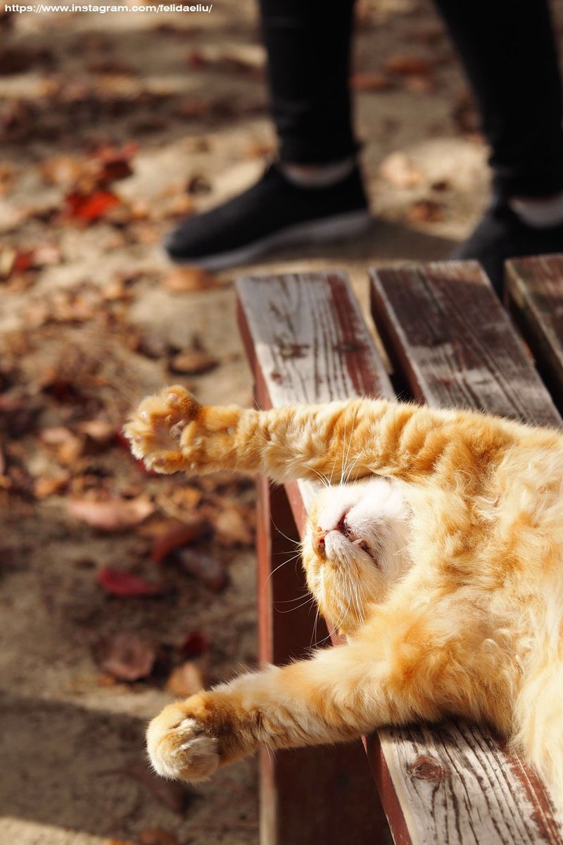Felidaeliu's tweet photo. #尾道#ねこ https://t.co/Tg641TPAue