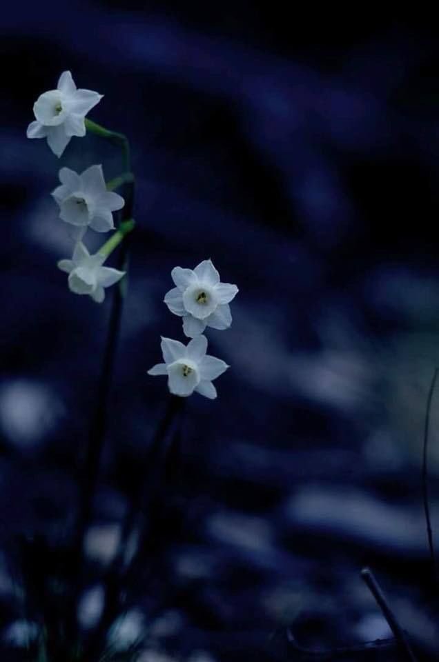 인내심은 키우는 일은

자기 자신을
반복해서 이겨내는 일이다

단념하고 싶은 마음을
억누를 줄 알고

어려운 고비를
잘 참아낼 줄 알고

포기하고 싶은 마음을
추스릴수 있어야 얻게된다
