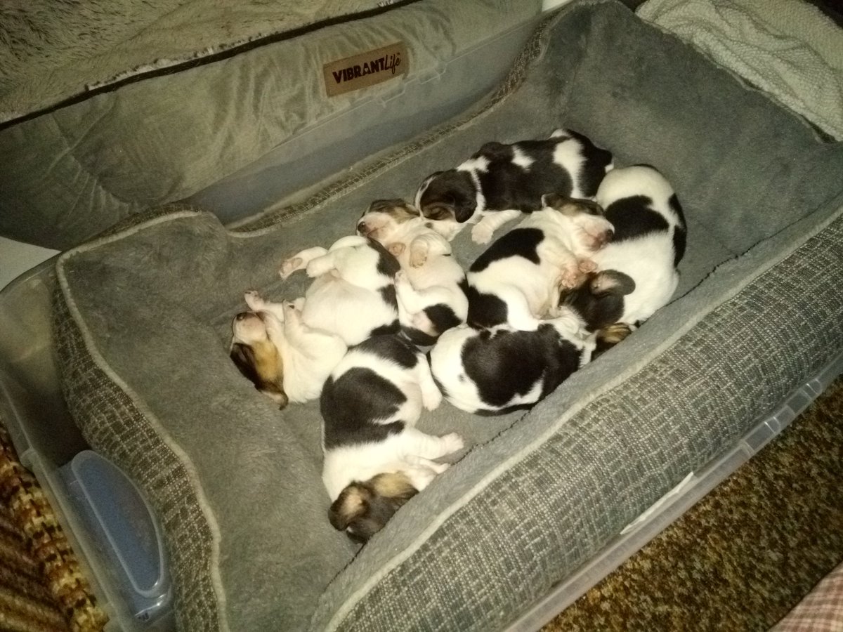 LorraineRodier's tweet photo. @ace69flyer I have some pocket beagles that will be ready March 18th https://t.co/kRa1fBMAkQ