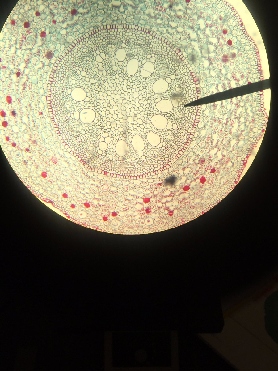 breadloafing's tweet photo. In lab we learned about the root structures of monocot vs. dicot plants. Dicot roots have a compact vascular cylinder 4x, while monocot roots have much larger vascular cylinders 40x. This is the main distinction between the two under a microscope.  @NutmegSomething #Bio120sp19 https://t.co/0AIIlYzlmd