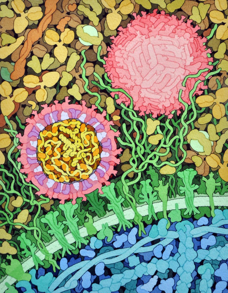 Introducing you to the beautiful artwork of David Goodsell a professor <a href="/scrippsresearch/">Scripps Research</a> -another scientist and artist! He calls them Molecular Art and makes many available for free-link below. This is #zikavirus. #sciart #molecularart #bioart 

cdn.rcsb.org/pdb101/motm/ti…