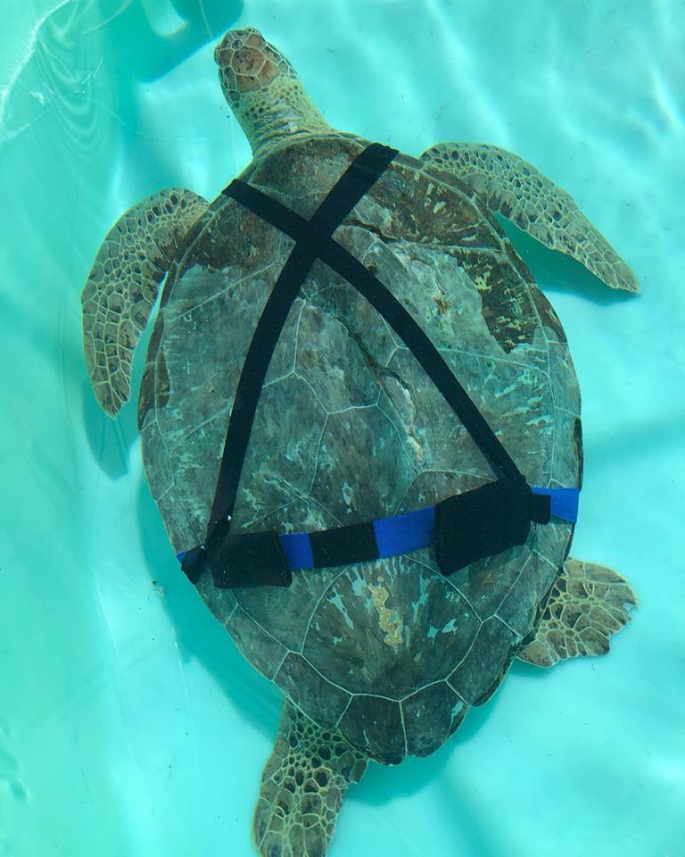 SeaChange33477's tweet photo. . @A_W_Global @CICTMAR @BrendanGodley Topsy, a 90lb green sea turtle with a buoyancy issue needs some weights to balance. LMC vet tech Samantha, a.k.a. MacGyver, came up with this belt and suspenders with pockets to hold the weights. Looking pretty stylish! https://t.co/XerxWvsAF5