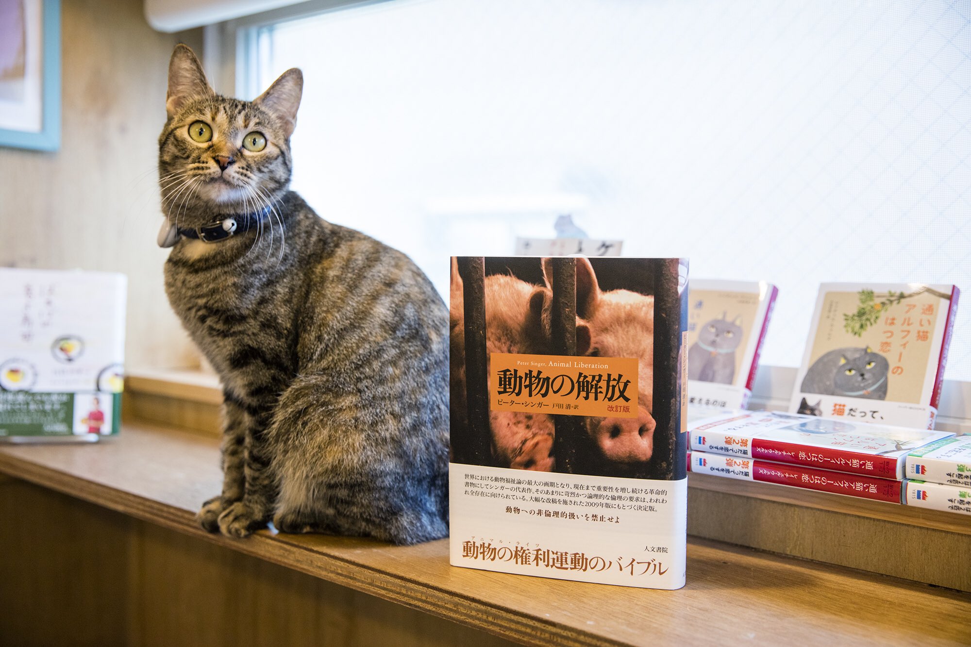 動物の解放 Amazon.co.jp: 動物の解放 改訂版 : ピーター シンガー, Singer