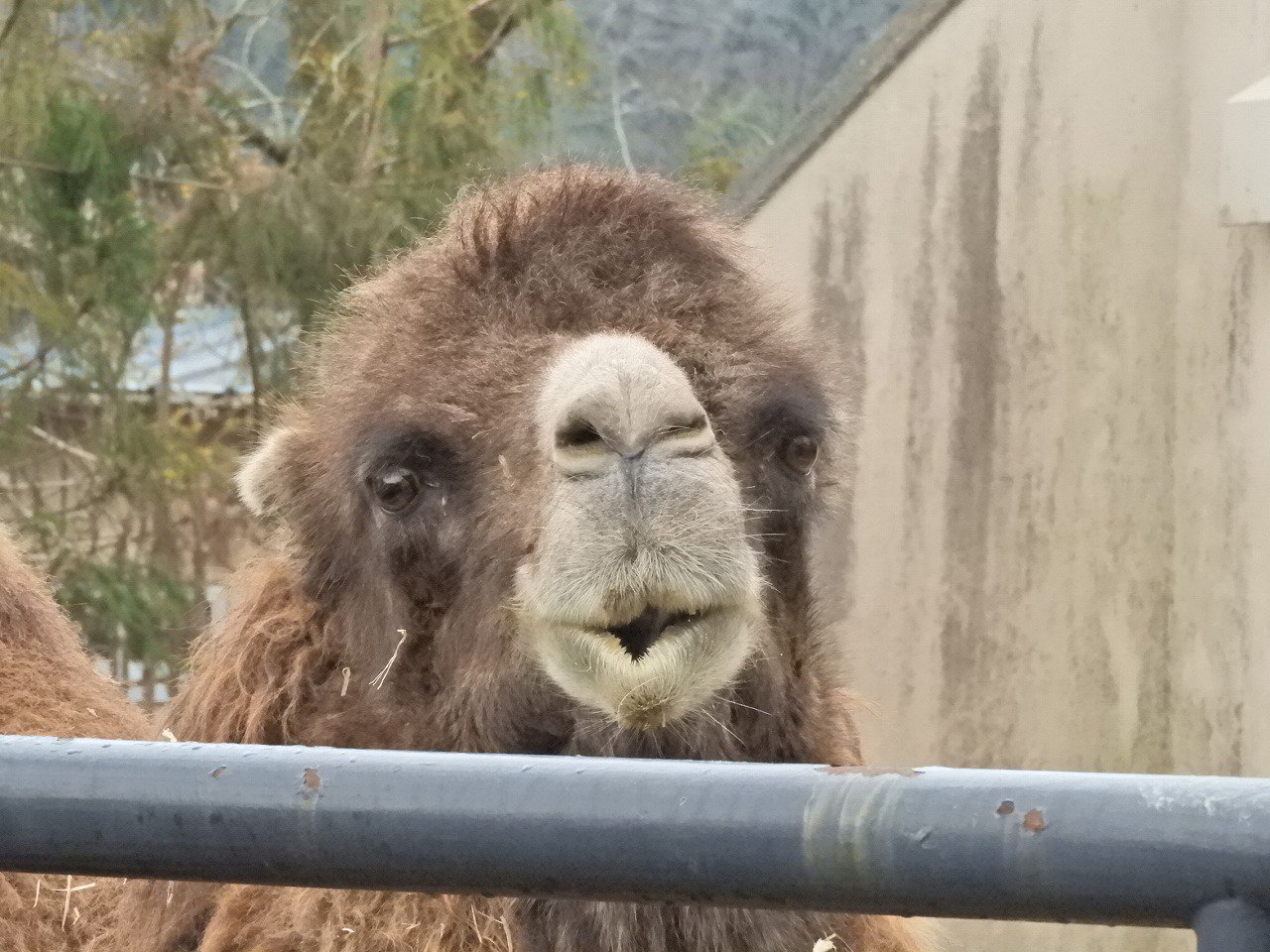 広島市安佐動物公園 公式 ラクダは鼻の穴が閉じる まつげ長い 耳毛スゴイという特徴を持っており 砂漠の砂が入らないようになっています ちなみに写真のフーコはなぜかいつも口笛を吹いているような口をしています 砂漠で生きていく気ありません