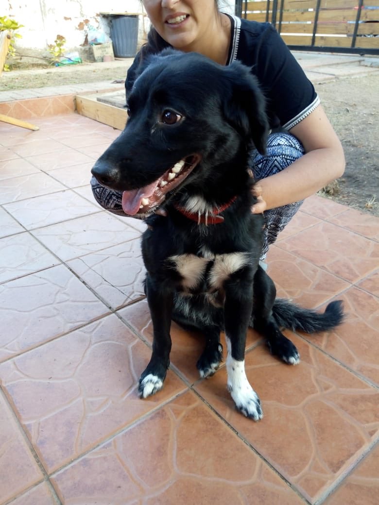 cbackit's tweet photo. Encontré este cachorro perdido en #Algarrobo tiene collar rojo sin placa por favor rt para encontrar a sus dueños @carolinapinoc @KathySalosny https://t.co/sWaV7xAxFg
