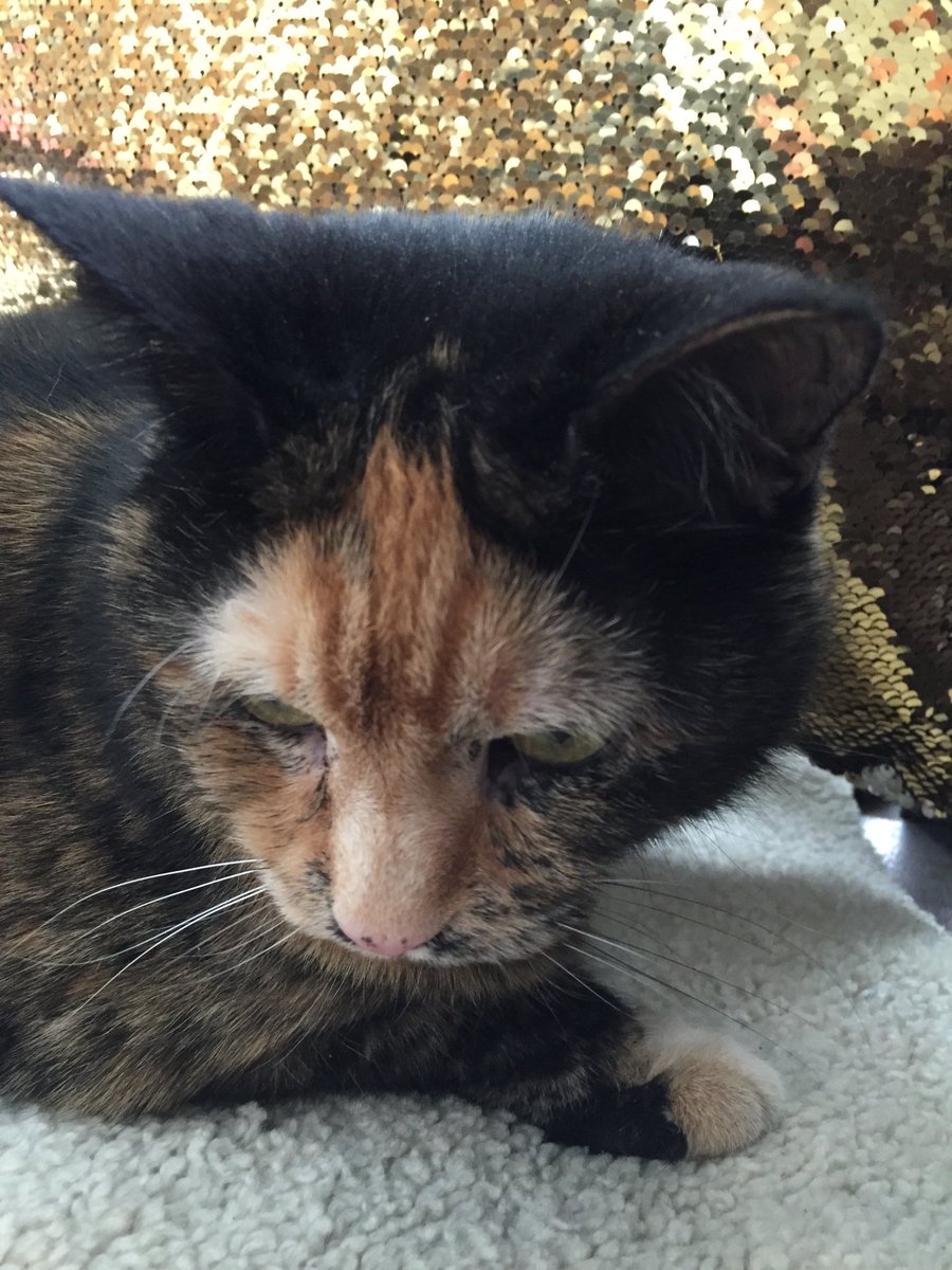 LoreleiEllen's tweet photo. #ZenCat
โHe who,
by causing pain to others,
wishes to obtain pleasure for himself,
he,
entangled in the bonds of hatred,
will never be free from hatred.โ
๐๐๐ป๐พ
#Verse41
#Cat
#HappinessBasedOnHurtingOthersIsLost https://t.co/LoY2xnV6xH