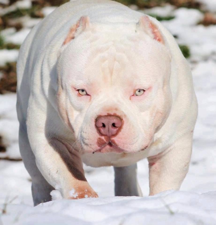 Venomline's tweet photo. #LouisVLine OMEGA Now Open For Stud! @VenomlineSouth https://t.co/JqfaLfaxoN
#americanbully #Americanbullies #pocketbully #exoticbully #bully #dogs #pocketbully #ABKC
#Venomline #Daxline #microbully #MMA #UFC #NFL #NBA #Bjj #hiphop #mus https://t.co/XHh8UKmWHy