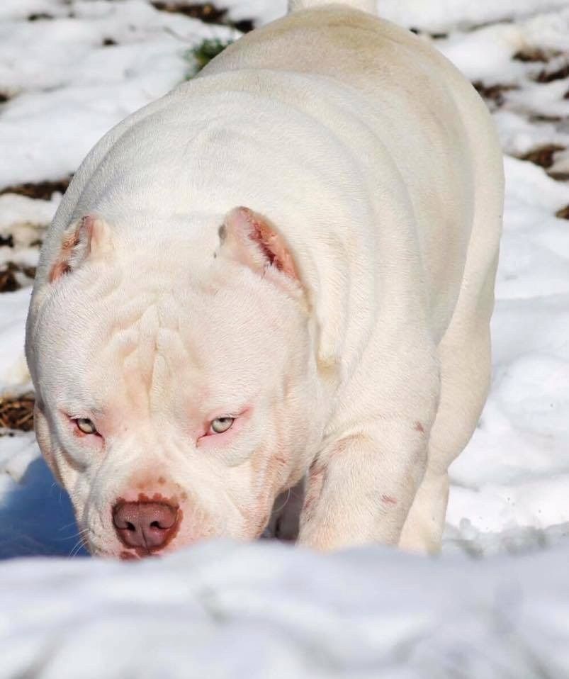 Venomline's tweet photo. #LouisVLine OMEGA Now Open For Stud! @VenomlineSouth https://t.co/JqfaLfaxoN
#americanbully #Americanbullies #pocketbully #exoticbully #bully #dogs #pocketbully #ABKC
#Venomline #Daxline #microbully #MMA #UFC #NFL #NBA #Bjj #hiphop #mus https://t.co/XHh8UKmWHy