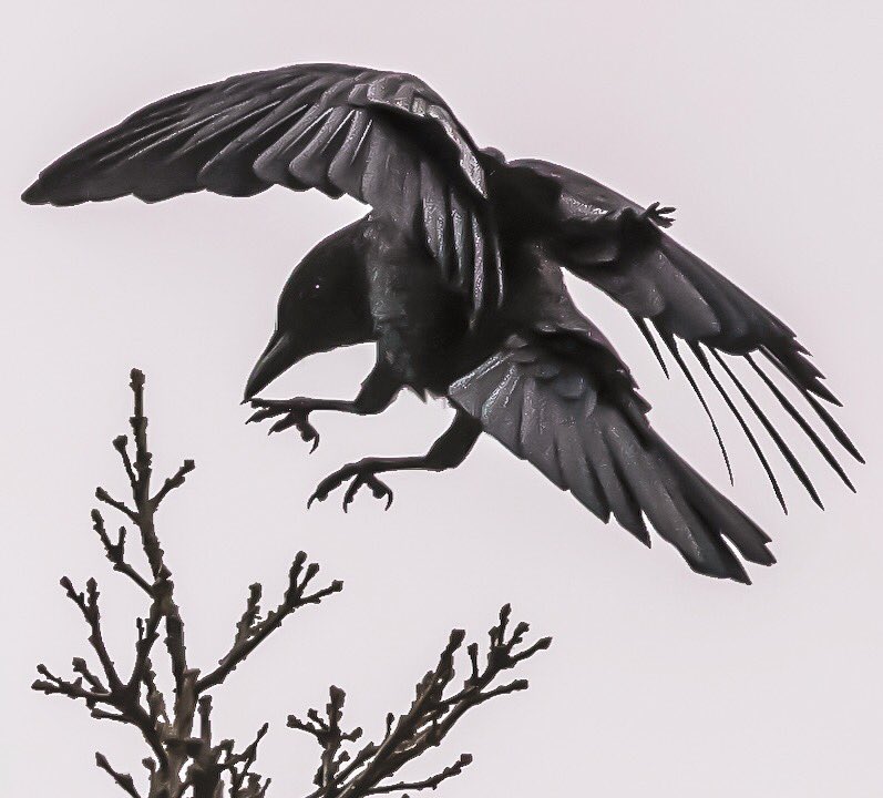 Crows invading my neighborhood. Riverside. Wichita, Kansas.