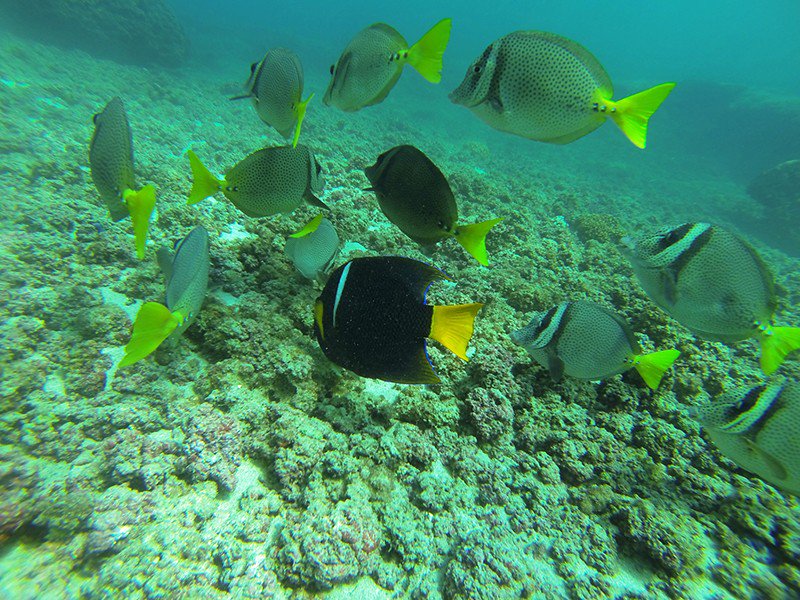 New photo for Scuba Diving Anfibios Huatulco #reefbuddies bit.ly/2SrpgTS