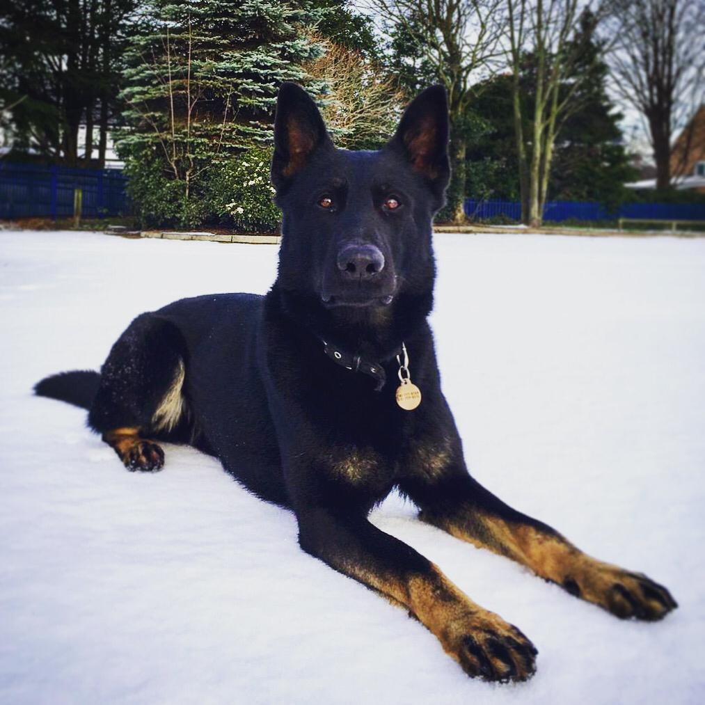 MerPolDogs's tweet photo. 3 burglars in St Helens tried to hide rather than escape from PD Olly who was in no mood for any messing around when he found them!

3 arrested by 1. Handler safe. Nobody hurt. We've said it before &amp; we'll say it again... this is exactly why we have Police Dogs. https://t.co/LQ4u4XRahs